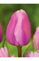 Tulipa Aafke - IBC BOOK